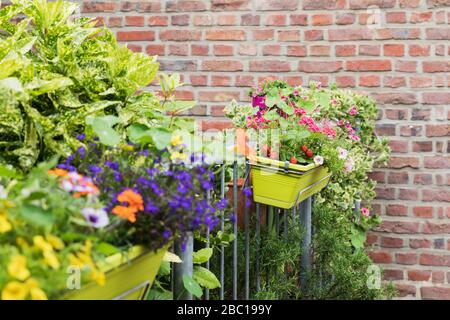 Fraises et fleurs diverses qui poussent dans la boîte à fenêtre en été Banque D'Images