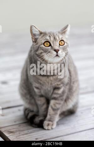 Allemagne, Portrait de chat britannique gris Shorthair assis à l'extérieur Banque D'Images