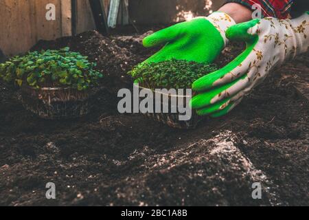 Germes de pois microverts dans les mains des femmes avec des gants de jardinage germes crus, microgreens, concept de saine alimentation Banque D'Images