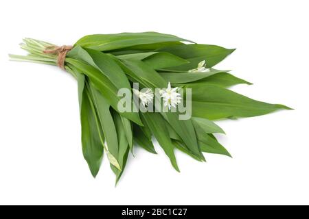 Un bouquet de ramsons fraîchement cueillis de feuilles isolotées sur fond blanc Banque D'Images