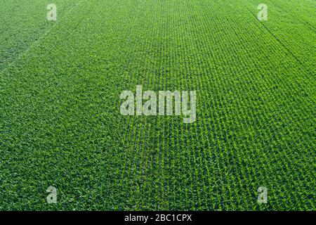 Vue aérienne du champ de maïs vert, plein cadre . Franconie, Bavière, Allemagne. Banque D'Images