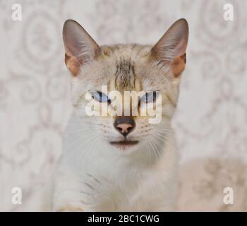 Tête de chat beige clair gros plan sur fond blanc doux. Horizontal, vue latérale. Banque D'Images