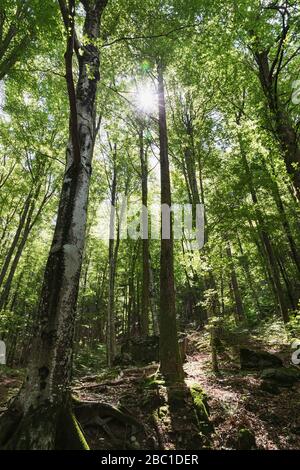Forêt avec contre-jour, bouleaux, Verzasca Valley, Tessin, Suisse Banque D'Images