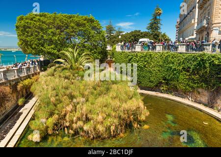 Syracuse - avril 2019, Sicile, Italie: La fontaine d'Arethusa sur l'île d'Ortygia. Plantes de papyrus entourées d'eau. Célèbre site touristique Banque D'Images