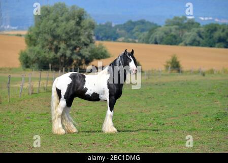 Pinto Irish con cheval debout dans le pâturage d'été. Horizontal, vue latérale, portrait. Banque D'Images