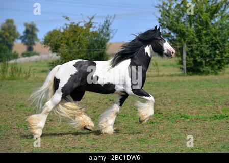Pinto Irish Cos Horse en trot sur le terrain. Horizontal, vue latérale, en mouvement. Banque D'Images