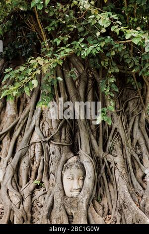 Bouddha caché dans l'arbre croissant à Ayutthaya, Thaïlande, Asie Banque D'Images