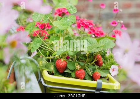 Fraises et fleurs diverses qui poussent dans la boîte à fenêtre en été Banque D'Images