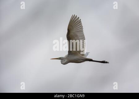 Grand aigrette (Ardea alba) en vol au-dessus de la zone de protection de la nature Moenchbruch près de Francfort, Allemagne. Banque D'Images