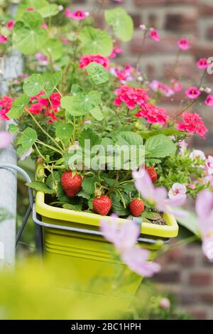 Fraises et fleurs diverses qui poussent dans la boîte à fenêtre en été Banque D'Images