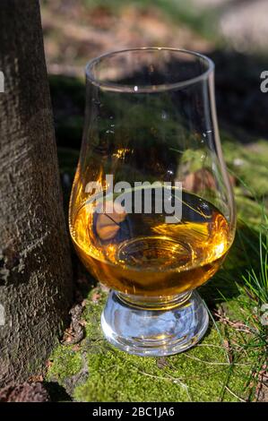 Dégustation de whisky single malt scotch à partir de l'île d'Islay, le plus intense saveur de tous les whiskies d'Écosse avec mousse verte et fond de vieux bosses Banque D'Images