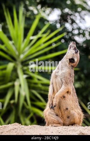 Meerkat dans le parc zoologique Dvůr Králové, République tchèque Banque D'Images