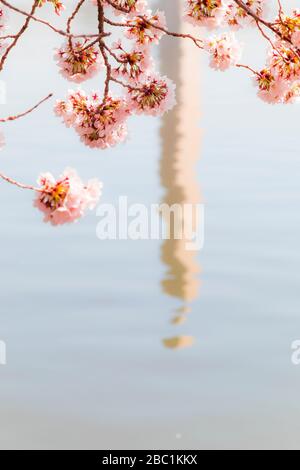 Fête des cerisiers en fleurs avec le mémorial de Washington autour du bassin des marées Banque D'Images