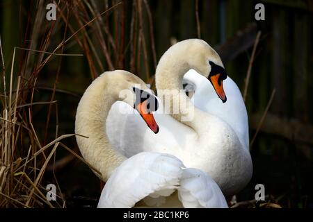 Edinburgh Wildlife Mute Swans nichant au parc Inverleith Banque D'Images