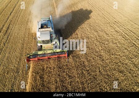 Vue aérienne de la moissonneuse-batteuse, champ de récolte de grain. Bavière, Allemagne, Europe. Banque D'Images