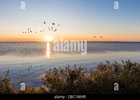 Allemagne, Mecklembourg-Poméranie-Occidentale, Ostseeküste, Ostsee, Insel Rügen, Schaprode, Schaproder Bodden, Blick zur Insel Hiddensee, Kraniche, Kranich (Gru Banque D'Images