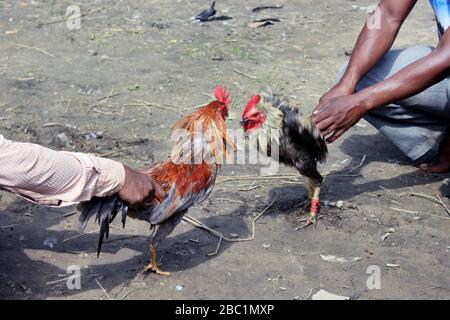 Deux rivaux combattent les mauvaises coq et faillient les ailes. Le coq de la ferme va se battre pour le championnat. Banque D'Images