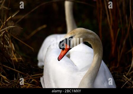 Edinburgh Wildlife Mute Swans nichant au parc Inverleith Banque D'Images