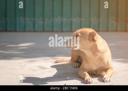 Un petit chien se pose sur le sol en béton. Banque D'Images