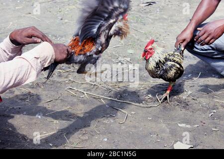 Deux rivaux combattent les mauvaises coq et faillient les ailes. Le coq de la ferme va se battre pour le championnat. Banque D'Images