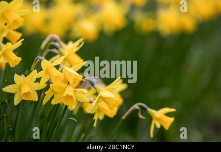 Les jonquilles du début du printemps dans le parc du manoir de Waddesdon. Banque D'Images