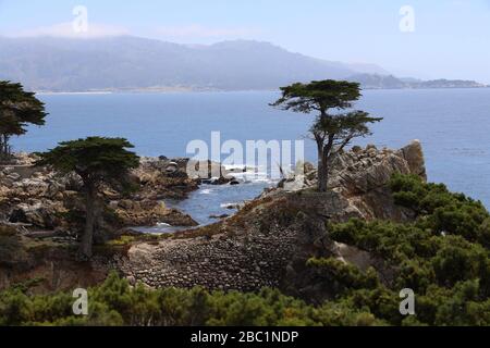 Emblématique arbre de cyprès de Lone sur la côte du Pacifique le long de la plage de galets, à 27 kilomètres en voiture Banque D'Images