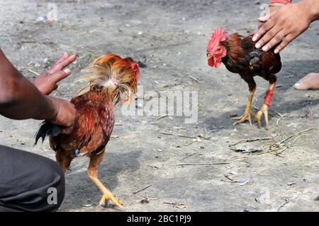 Deux rivaux combattent les mauvaises coq et faillient les ailes. Le coq de la ferme va se battre pour le championnat. Banque D'Images