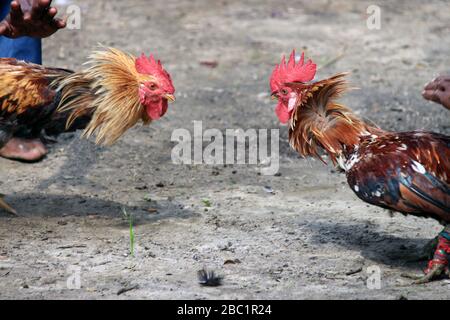 Deux rivaux combattent les mauvaises coq et faillient les ailes. Le coq de la ferme va se battre pour le championnat. Banque D'Images