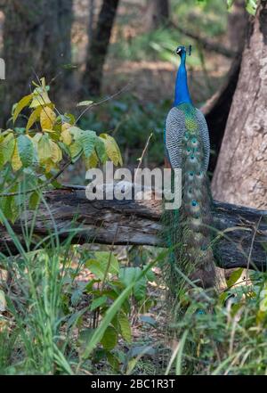 Inde, Madhya Pradesh, parc national de Bandhavgarh. Hibou indien (SAUVAGE: Pavo cerstatus) mâle. Banque D'Images