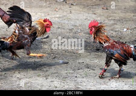 Deux rivaux combattent les mauvaises coq et faillient les ailes. Le coq de la ferme va se battre pour le championnat. Banque D'Images