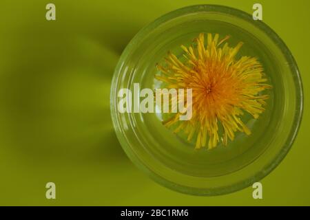 Fleur de pissenlit vue d'en haut flottant dans un verre rempli d'eau sur fond coloré. Banque D'Images