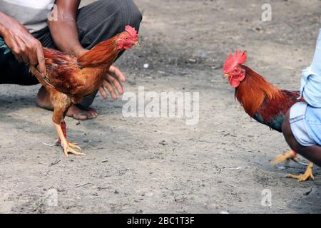 Deux rivaux combattent les mauvaises coq et faillient les ailes. Le coq de la ferme va se battre pour le championnat. Banque D'Images