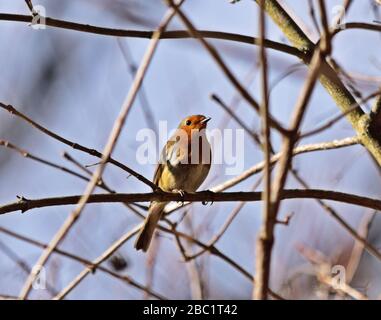 Robin européenne - Erithacus rubecula aux abords Banque D'Images