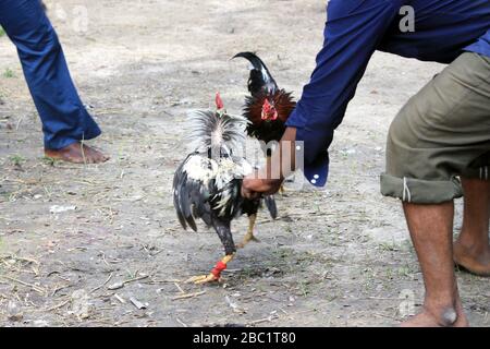 Deux rivaux combattent les mauvaises coq et faillient les ailes. Le coq de la ferme va se battre pour le championnat. Banque D'Images