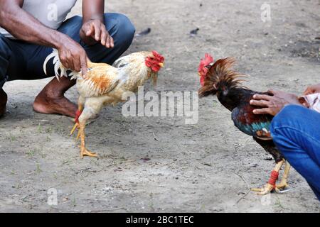 Deux rivaux combattent les mauvaises coq et faillient les ailes. Le coq de la ferme va se battre pour le championnat. Banque D'Images