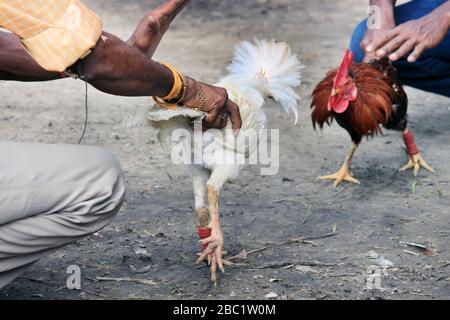 Deux rivaux combattent les mauvaises coq et faillient les ailes. Le coq de la ferme va se battre pour le championnat. Banque D'Images