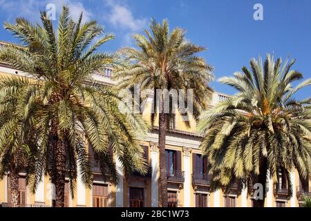 Vue sur les palmiers et les bâtiments historiques, traditionnels et anciens de la célèbre place de la ville appelée « Placa Reial » à Barcelone. C'est une journée d'été ensoleillée. Banque D'Images