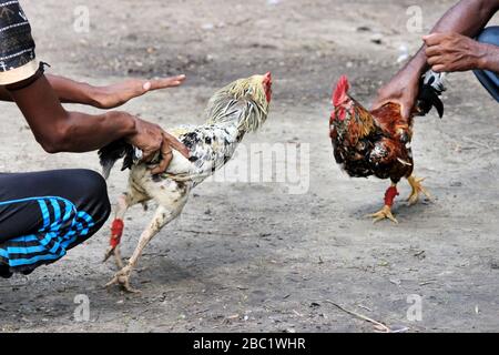 Deux rivaux combattent les mauvaises coq et faillient les ailes. Le coq de la ferme va se battre pour le championnat. Banque D'Images