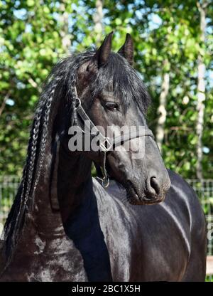 Beau cheval noir de friesian dans la nature arrière-plan Banque D'Images