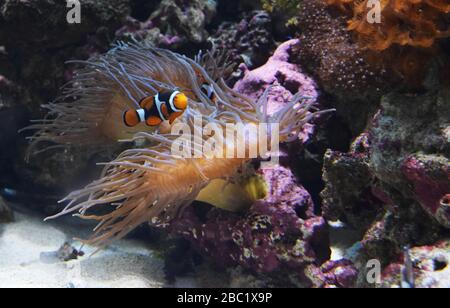 Clownfish natation autour d'une Anemone Banque D'Images