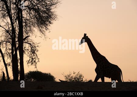 Une belle silhouette tranquille d'une girafe marchant vers un arbre contre un ciel orange doré au coucher du soleil, prise à la réserve de jeux de Madikwe, Sout Banque D'Images