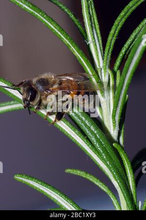 Gros plan sur la feuille de romarin Banque D'Images