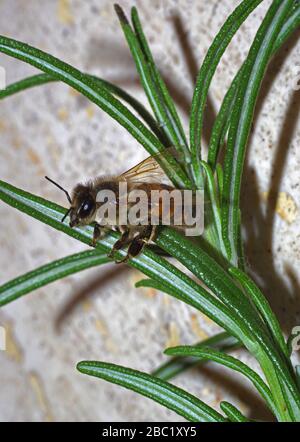 Gros plan sur la feuille de romarin Banque D'Images