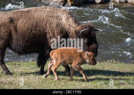 Une promenade de bisons et de mollet le long de la rivière Madison dans le parc national de Yellowstone Banque D'Images