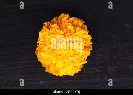 Belles fleurs marigolées sur fond noir Banque D'Images