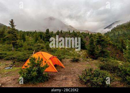 Une tente orange se tient dans les montagnes derrière une jeune épinette. Beaucoup de conifères. Brouillard dense et nuages autour. Horizontal. Banque D'Images