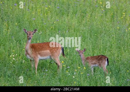 Flow cerf (Dama dama) femelle / doe avec frai / jeune fourrage dans les prés en été Banque D'Images