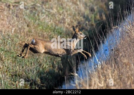 Fuite de cerf de Virginie (Capreolus capreolus) femelle / doe sautant au-dessus de fossé dans les terres agricoles Banque D'Images