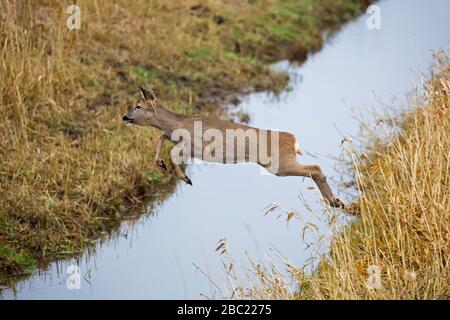 Fuite de cerf de Virginie (Capreolus capreolus) femelle / doe sautant au-dessus de fossé dans les terres agricoles Banque D'Images