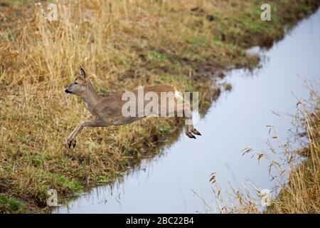 Fuite de cerf de Virginie (Capreolus capreolus) femelle / doe sautant au-dessus de fossé dans les terres agricoles Banque D'Images